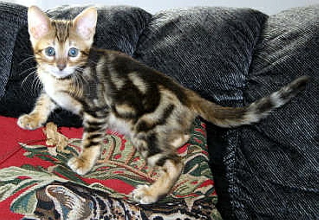 Trim 2_6_1 2004-09-14